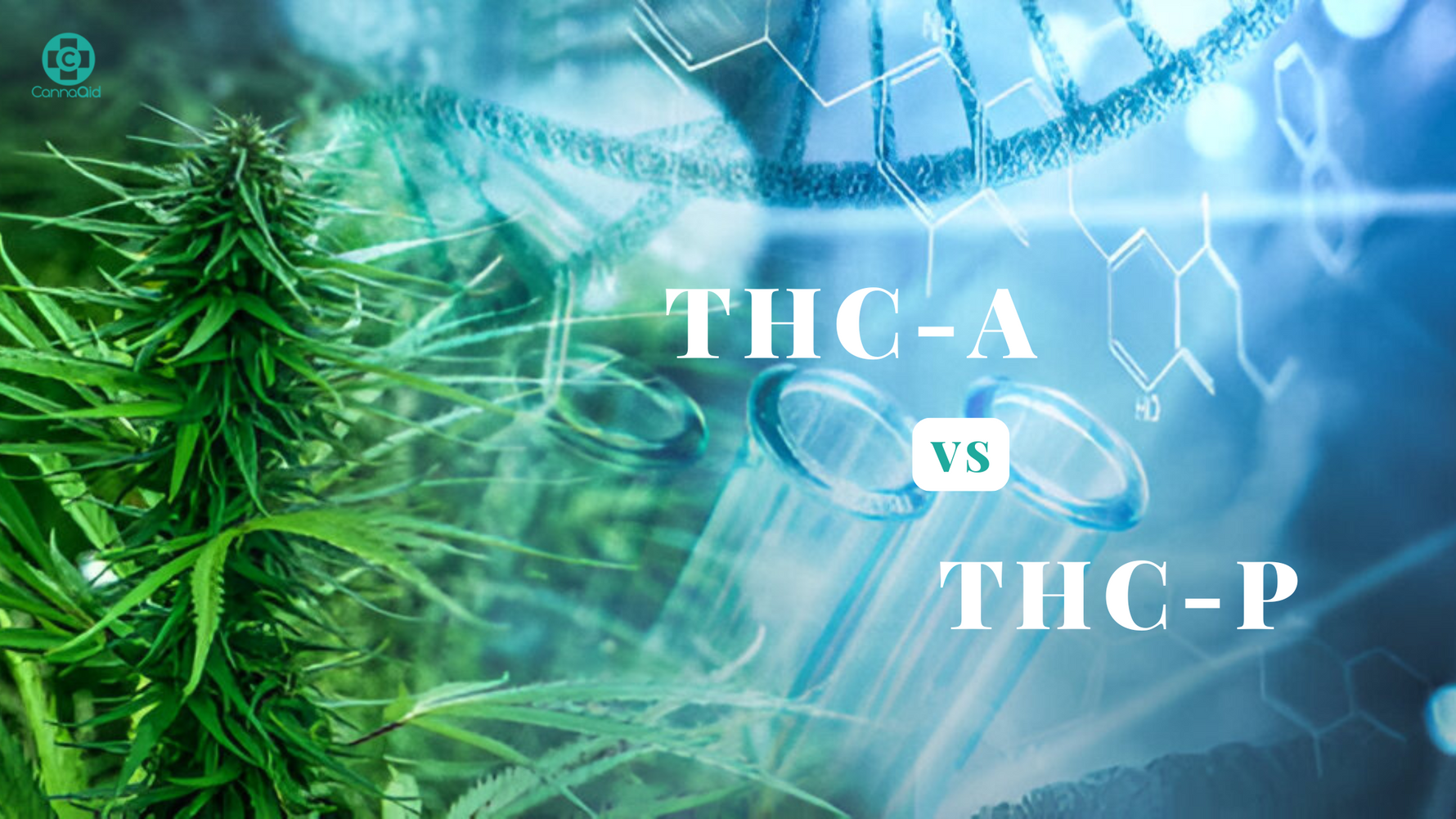 THC-A vs THC-P: Key Differences, Effects, and Legal Status Explained