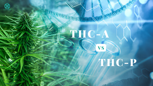 THC-A vs THC-P: Key Differences, Effects, and Legal Status Explained