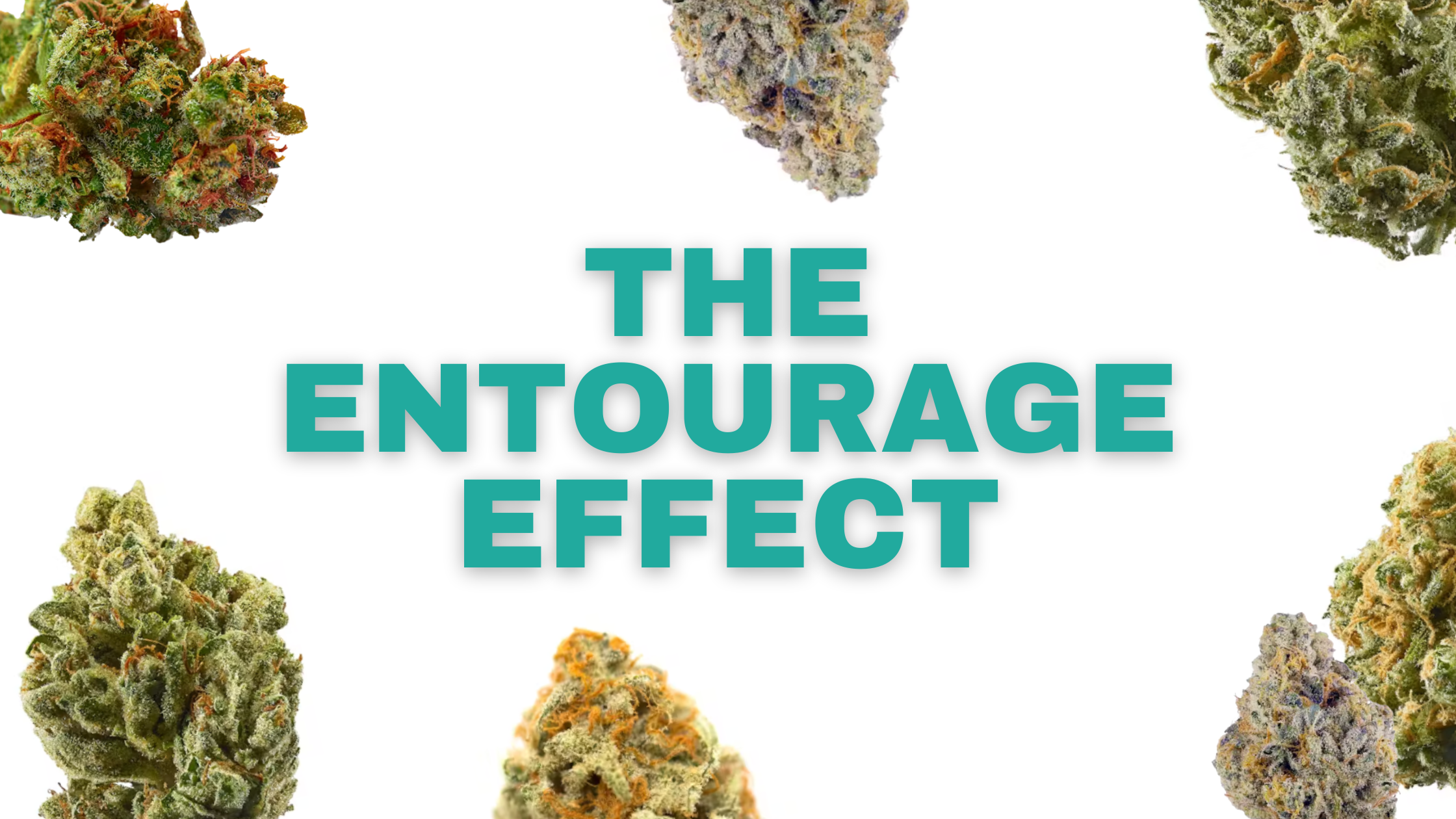 Unlocking the Power of the Entourage Effect with CBD and THC