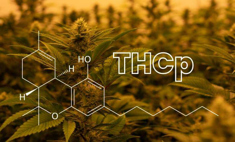 What is THCP and Is It Legal, Simply Crafted
